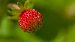 Preview wallpaper strawberry, berry, seeds, plant, macro