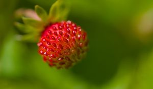 Preview wallpaper strawberry, berry, seeds, plant, macro