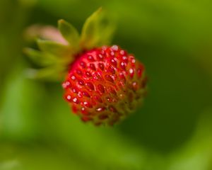 Preview wallpaper strawberry, berry, seeds, plant, macro