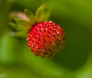 Preview wallpaper strawberry, berry, seeds, plant, macro
