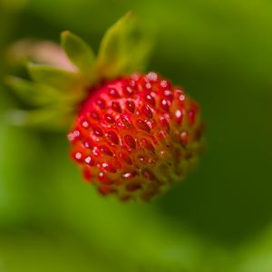 Preview wallpaper strawberry, berry, seeds, plant, macro