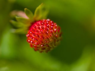 320x240 Wallpaper strawberry, berry, seeds, plant, macro