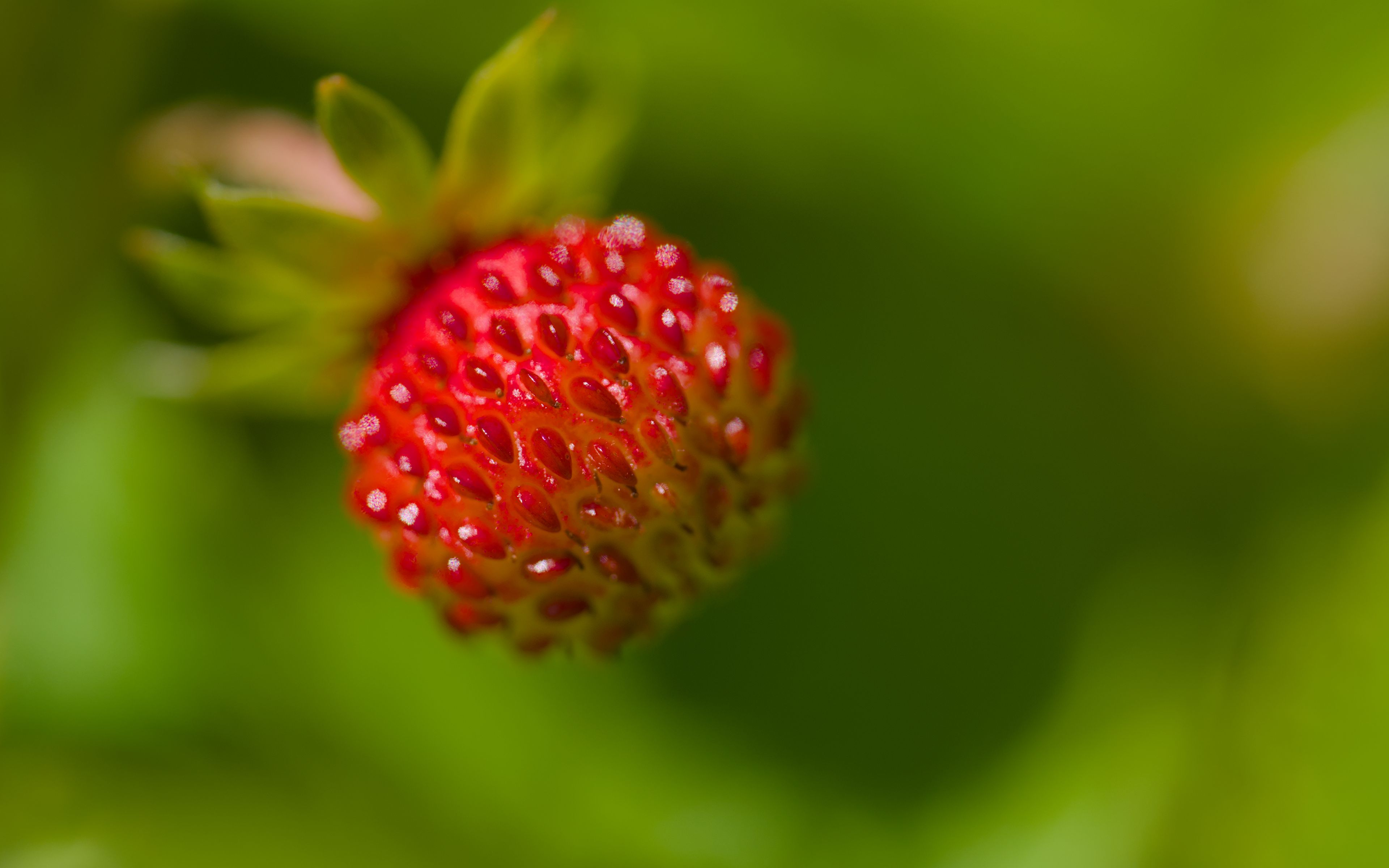 3840x2400 Wallpaper strawberry, berry, seeds, plant, macro