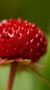 Preview wallpaper strawberry, food, berries, leaves, macro