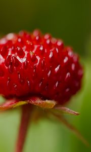 Preview wallpaper strawberry, food, berries, leaves, macro