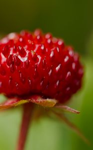 Preview wallpaper strawberry, food, berries, leaves, macro