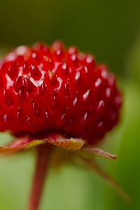 Preview wallpaper strawberry, food, berries, leaves, macro