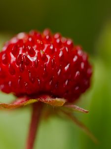 Preview wallpaper strawberry, food, berries, leaves, macro