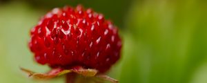Preview wallpaper strawberry, food, berries, leaves, macro