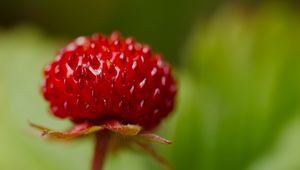 Preview wallpaper strawberry, food, berries, leaves, macro