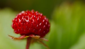 Preview wallpaper strawberry, food, berries, leaves, macro