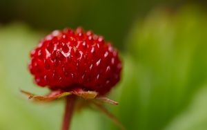Preview wallpaper strawberry, food, berries, leaves, macro
