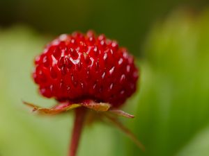 Preview wallpaper strawberry, food, berries, leaves, macro