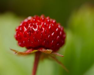 Preview wallpaper strawberry, food, berries, leaves, macro