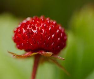 Preview wallpaper strawberry, food, berries, leaves, macro