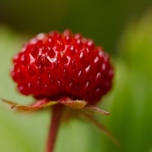 Preview wallpaper strawberry, food, berries, leaves, macro