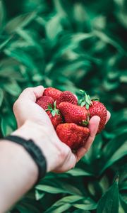 Preview wallpaper strawberry, hand, berries, red