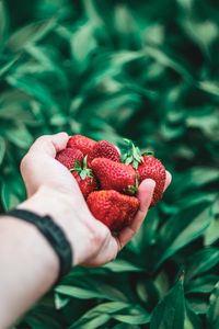 Preview wallpaper strawberry, hand, berries, red