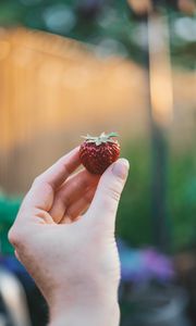 Preview wallpaper strawberry, hand, berry, fruit