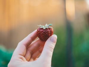 Preview wallpaper strawberry, hand, berry, fruit