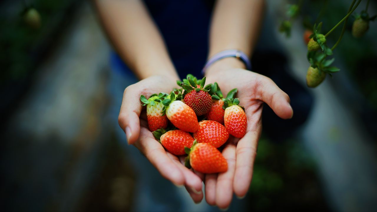 Wallpaper strawberry, hands, berries, ripe, juicy, summer