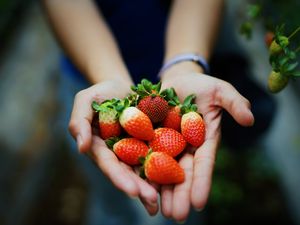 Preview wallpaper strawberry, hands, berries, ripe, juicy, summer