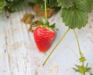 Preview wallpaper strawberry, leaves, berry, food, surface