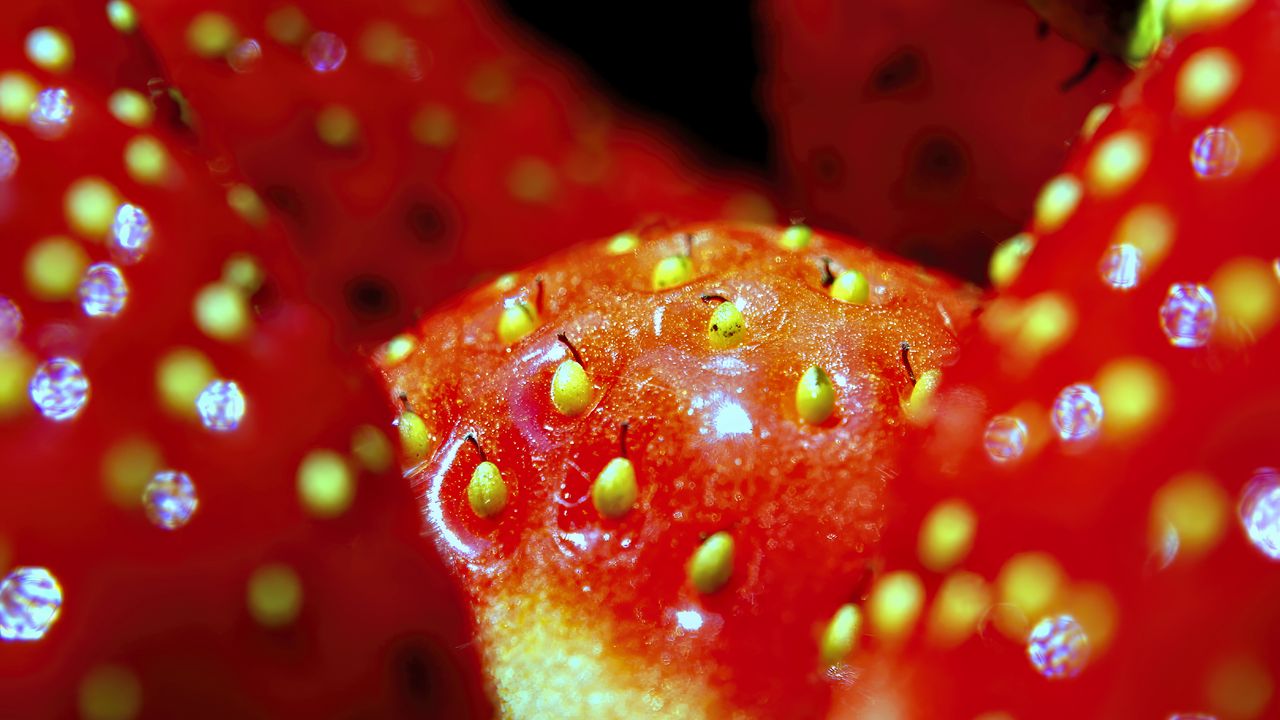 Wallpaper strawberry, macro, berry, red