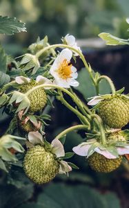 Preview wallpaper strawberry, plant, berries, flowers, macro