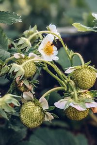 Preview wallpaper strawberry, plant, berries, flowers, macro