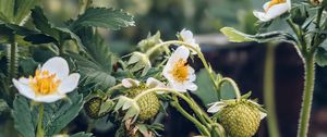 Preview wallpaper strawberry, plant, berries, flowers, macro