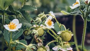 Preview wallpaper strawberry, plant, berries, flowers, macro