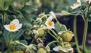 Preview wallpaper strawberry, plant, berries, flowers, macro