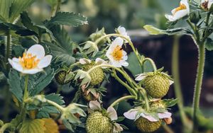 Preview wallpaper strawberry, plant, berries, flowers, macro