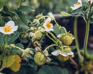 Preview wallpaper strawberry, plant, berries, flowers, macro