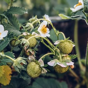 Preview wallpaper strawberry, plant, berries, flowers, macro