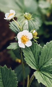 Preview wallpaper strawberry, plant, flower, petals, macro