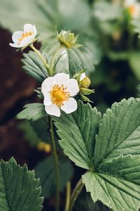 Preview wallpaper strawberry, plant, flower, petals, macro