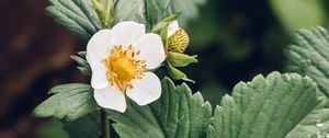 Preview wallpaper strawberry, plant, flower, petals, macro