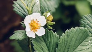 Preview wallpaper strawberry, plant, flower, petals, macro