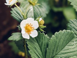 Preview wallpaper strawberry, plant, flower, petals, macro