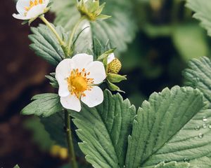 Preview wallpaper strawberry, plant, flower, petals, macro