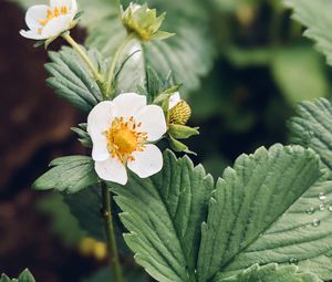 Preview wallpaper strawberry, plant, flower, petals, macro