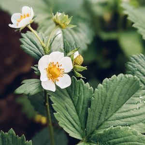 Preview wallpaper strawberry, plant, flower, petals, macro