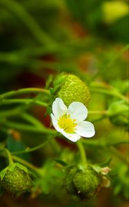 Preview wallpaper strawberry, plant, flower, berries, macro