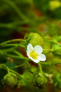 Preview wallpaper strawberry, plant, flower, berries, macro