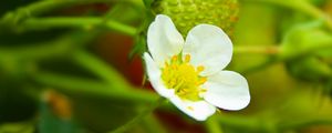 Preview wallpaper strawberry, plant, flower, berries, macro