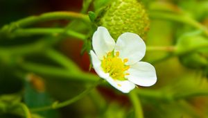 Preview wallpaper strawberry, plant, flower, berries, macro