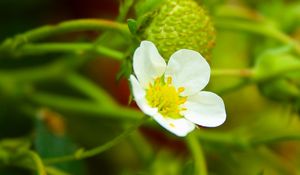 Preview wallpaper strawberry, plant, flower, berries, macro