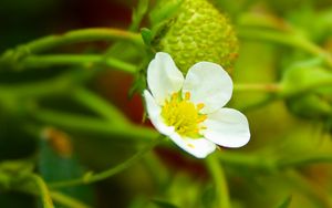 Preview wallpaper strawberry, plant, flower, berries, macro